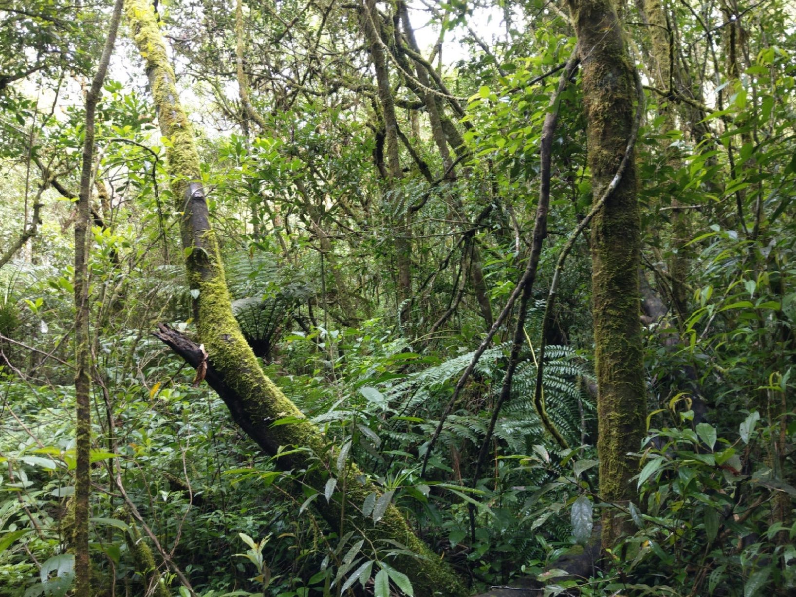 Aus Monokultur wird regenwald